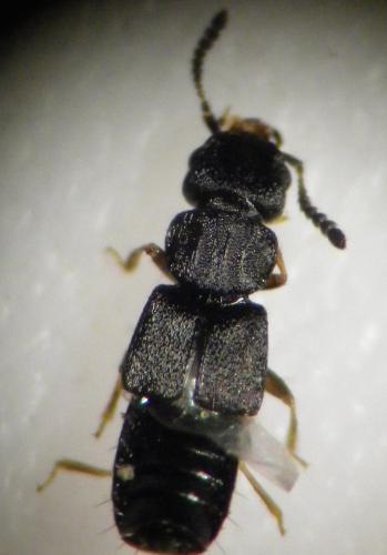 Réf. 256 679 : Anotylus sp.